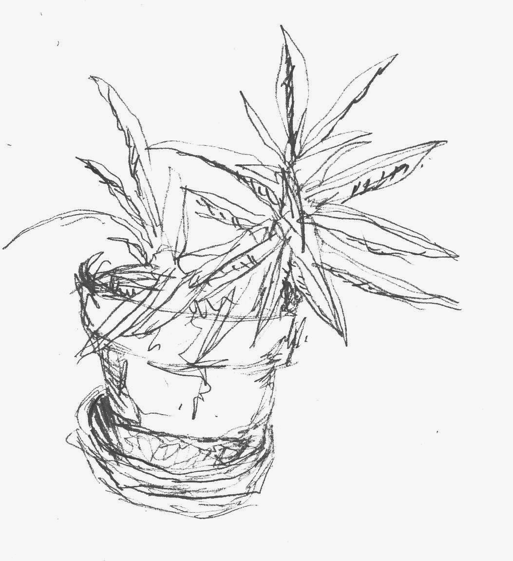 Skizze Kaktus